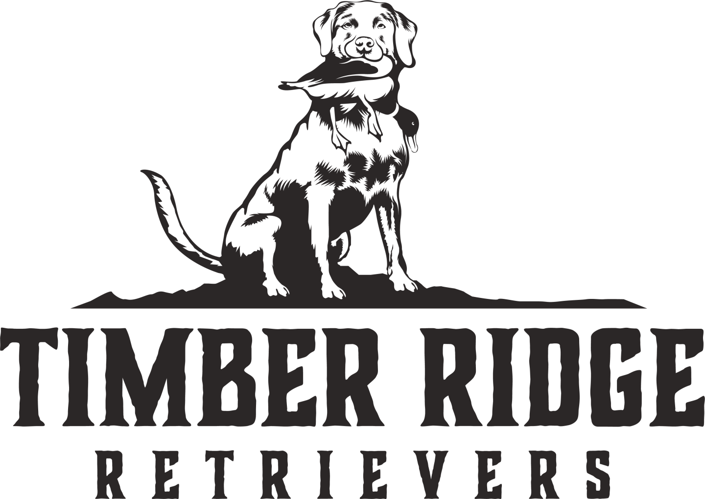 Timber Ridge Retrievers